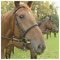 Part 2. Huberts Ride concluding the horse riding season in Topoianky 22 October 2005 [new window]