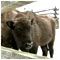 Part 1 - Official working visit to Slovakia of President of the Czech Republic H. E. V. KLAUS and his wife Livia Visiting the Topoianky Bison Breeding Park Topoianky 11 January 2008 [new window]