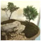 Exposition GARDENIA, A YOUNG CREATOR, The House of EXPO BONSAI SLOVAKIA Nitra 20 April 2012 [new window]